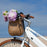 Bluejay Premiere Lite - Modern White Electric Bike
