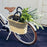 Baba Tree x Bluejay Basket